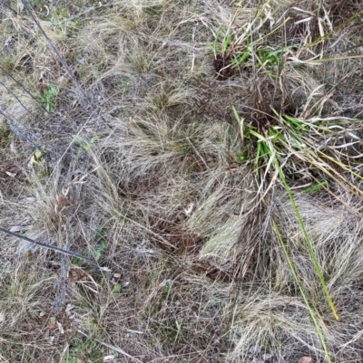 Nassella trichotoma (Serrated Tussock) at Watson, ACT - 22 Jul 2024 by waltraud