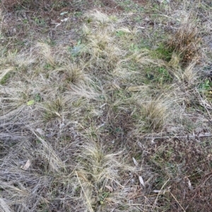 Nassella trichotoma at Watson, ACT - 22 Jul 2024