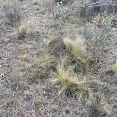 Nassella trichotoma (Serrated Tussock) at Watson, ACT - 28 Jul 2024 by waltraud