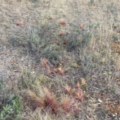 Nassella trichotoma at Watson, ACT - 28 Jul 2024