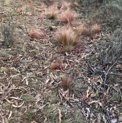 Nassella trichotoma (Serrated Tussock) at Watson, ACT - 28 Jul 2024 by waltraud