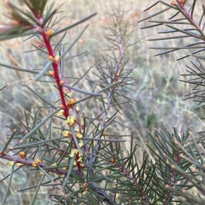 Hakea decurrens (Bushy Needlewood) at Watson, ACT - 28 Jul 2024 by waltraud