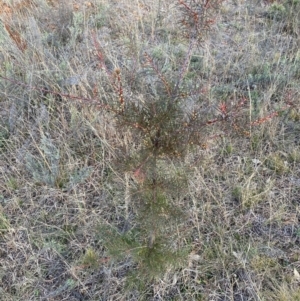 Hakea decurrens at Watson, ACT - 28 Jul 2024