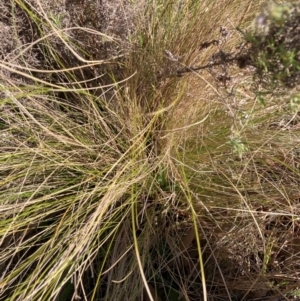 Nassella trichotoma at Watson, ACT - 28 Jul 2024