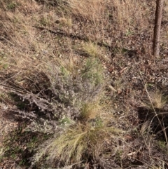 Nassella trichotoma at Watson, ACT - 28 Jul 2024