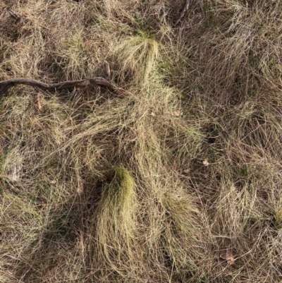 Nassella trichotoma (Serrated Tussock) at Watson, ACT - 28 Jul 2024 by waltraud