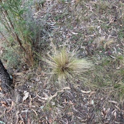 Nassella trichotoma (Serrated Tussock) at Watson, ACT - 22 Jul 2024 by waltraud