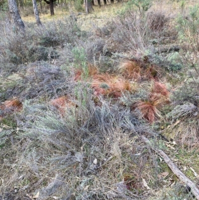 Nassella trichotoma (Serrated Tussock) at Watson, ACT - 22 Jul 2024 by waltraud