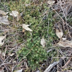 Styphelia humifusum (Cranberry Heath) at Watson, ACT - 22 Jul 2024 by waltraud