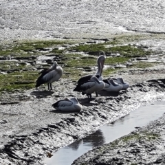 Pelecanus conspicillatus (Australian Pelican) at Cairns City, QLD - 28 Jul 2024 by Mike