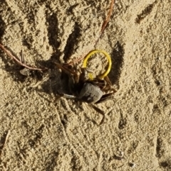 Unverified Crab at Cairns City, QLD - 29 Jul 2024 by Mike