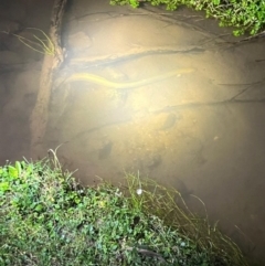 Unidentified Eels at Upper Kangaroo Valley, NSW - 26 Jul 2024 by Baronia