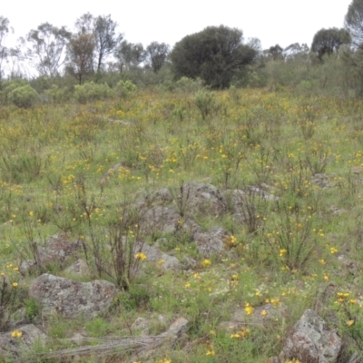 Xerochrysum viscosum (Sticky Everlasting) at Conder, ACT - 7 Jan 2024 by MichaelBedingfield