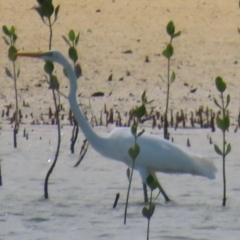 Ardea alba (Great Egret) at Horn, QLD - 29 Jul 2024 by lbradley