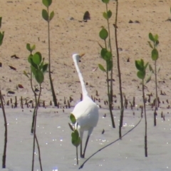 Ardea alba at Horn, QLD - 29 Jul 2024 11:04 AM