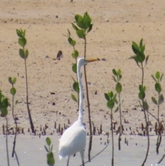 Ardea alba at Horn, QLD - 29 Jul 2024 11:04 AM