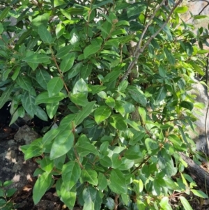 Viburnum tinus at Theodore, ACT - 29 Jul 2024 11:25 AM