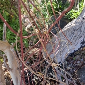 Passiflora caerulea at Theodore, ACT - 29 Jul 2024