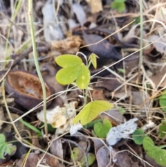 Passiflora caerulea at Theodore, ACT - 29 Jul 2024