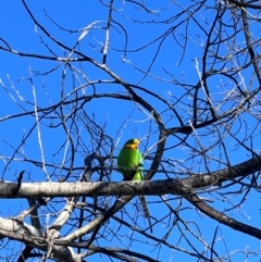 Polytelis swainsonii (Superb Parrot) at Wanniassa, ACT - 28 Jul 2024 by KathrineBz