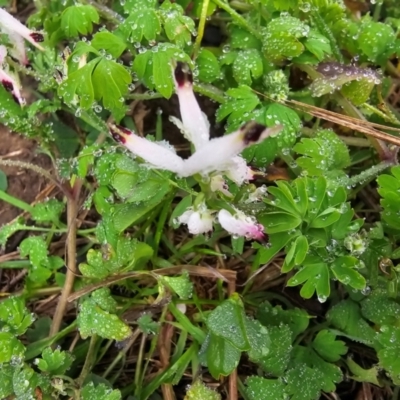 Fumaria capreolata (White Fumitory) at Denman Prospect, ACT - 27 Jul 2024 by Jiggy