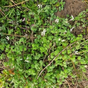 Fumaria capreolata at Denman Prospect, ACT - 27 Jul 2024 09:11 AM