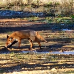 Vulpes vulpes (Red Fox) at Denman Prospect, ACT - 29 Jul 2024 by Jiggy