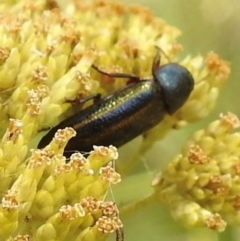 Melobasis vittata (A Melobasis jewel beetle) at Mittagong, NSW - 21 Jan 2023 by GlossyGal