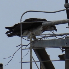 Pandion haliaetus (Osprey) at Thursday Island, QLD - 29 Jul 2024 by lbradley