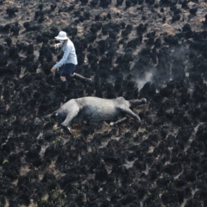 Equus caballus at Kiandra, NSW - suppressed