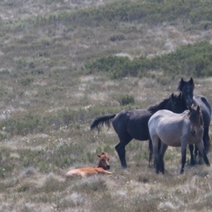 Equus caballus at Gooandra, NSW - suppressed