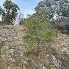 Eucalyptus elata (River Peppermint) at Greenway, ACT - 25 May 2024 by dwise