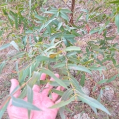 Eucalyptus elata at Greenway, ACT - 25 May 2024 09:02 PM