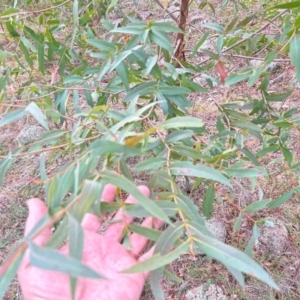 Eucalyptus elata at Greenway, ACT - 25 May 2024 09:02 PM