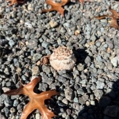 Unverified Puffball & the like at Coree, ACT - 26 May 2024 by dwise