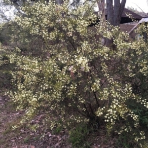 Acacia genistifolia at Cook, ACT - 17 Jul 2024 04:55 PM