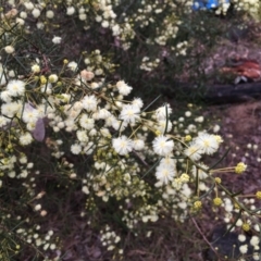 Acacia genistifolia at Cook, ACT - 17 Jul 2024 04:55 PM