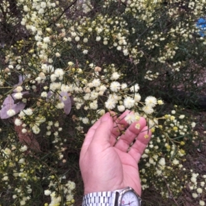 Acacia genistifolia at Cook, ACT - 17 Jul 2024 04:55 PM