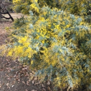 Acacia baileyana at Yarralumla, ACT - 26 Jul 2024 12:40 AM