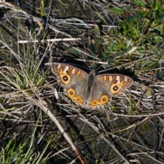 Junonia villida (Meadow Argus) at Rendezvous Creek, ACT - 19 May 2021 by MB