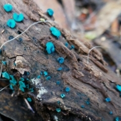 Chlorociboria (An elfcup fungus) at Kambah, ACT - 21 May 2021 by MB