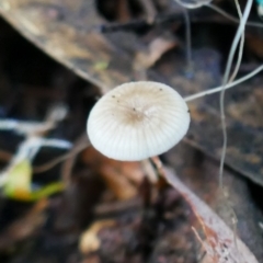 Unidentified Fungus at Kambah, ACT - 21 May 2021 by MB