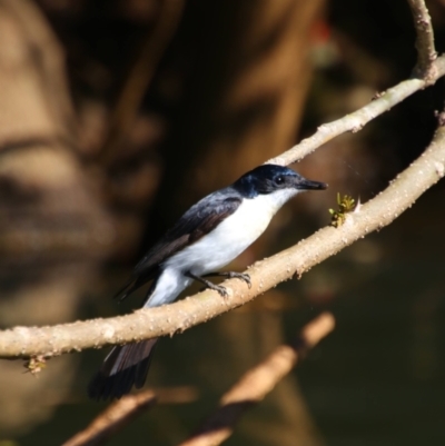 Myiagra inquieta (Restless Flycatcher) at Teven, NSW - 28 May 2021 by MB