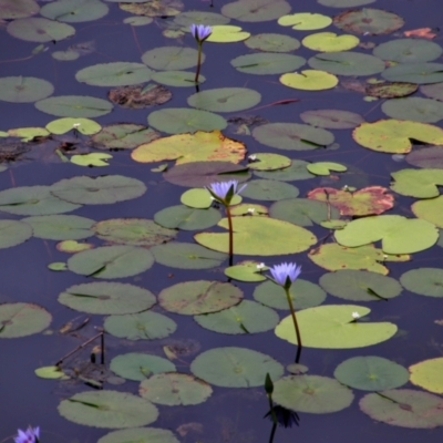 Nymphaea caerulea (Cape Blue Waterlily) at Dunoon, NSW - 30 May 2021 by MB