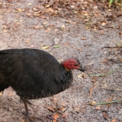 Alectura lathami (Australian Brush-turkey) at Byron Bay, NSW - 31 May 2021 by MB