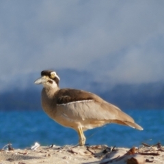 Esacus magnirostris (Beach Stone-curlew) at Hinchinbrook, QLD - 5 Aug 2021 by MB