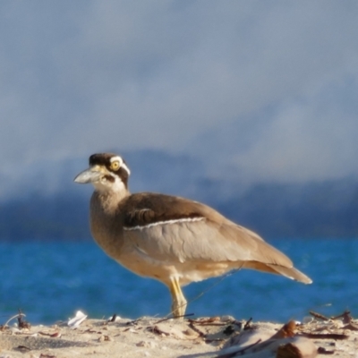 Esacus magnirostris (Beach Stone-curlew) at Hinchinbrook, QLD - 5 Aug 2021 by MB