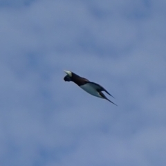 Sula leucogaster (Brown Booby) at Hinchinbrook, QLD - 6 Aug 2021 by MB