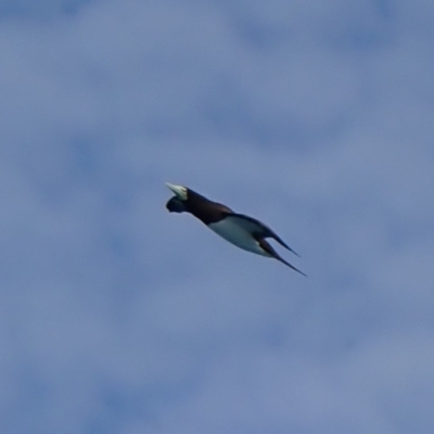 Sula leucogaster (Brown Booby) at Hinchinbrook, QLD - 6 Aug 2021 by MB