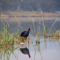 Porphyrio melanotus (Australasian Swamphen) at Greenway, ACT - 2 Sep 2021 by MB